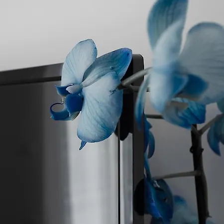 Corfu Bleview